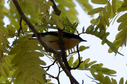 Yellow-bellied Hyliota (Hyliota flavigaster), photo 6