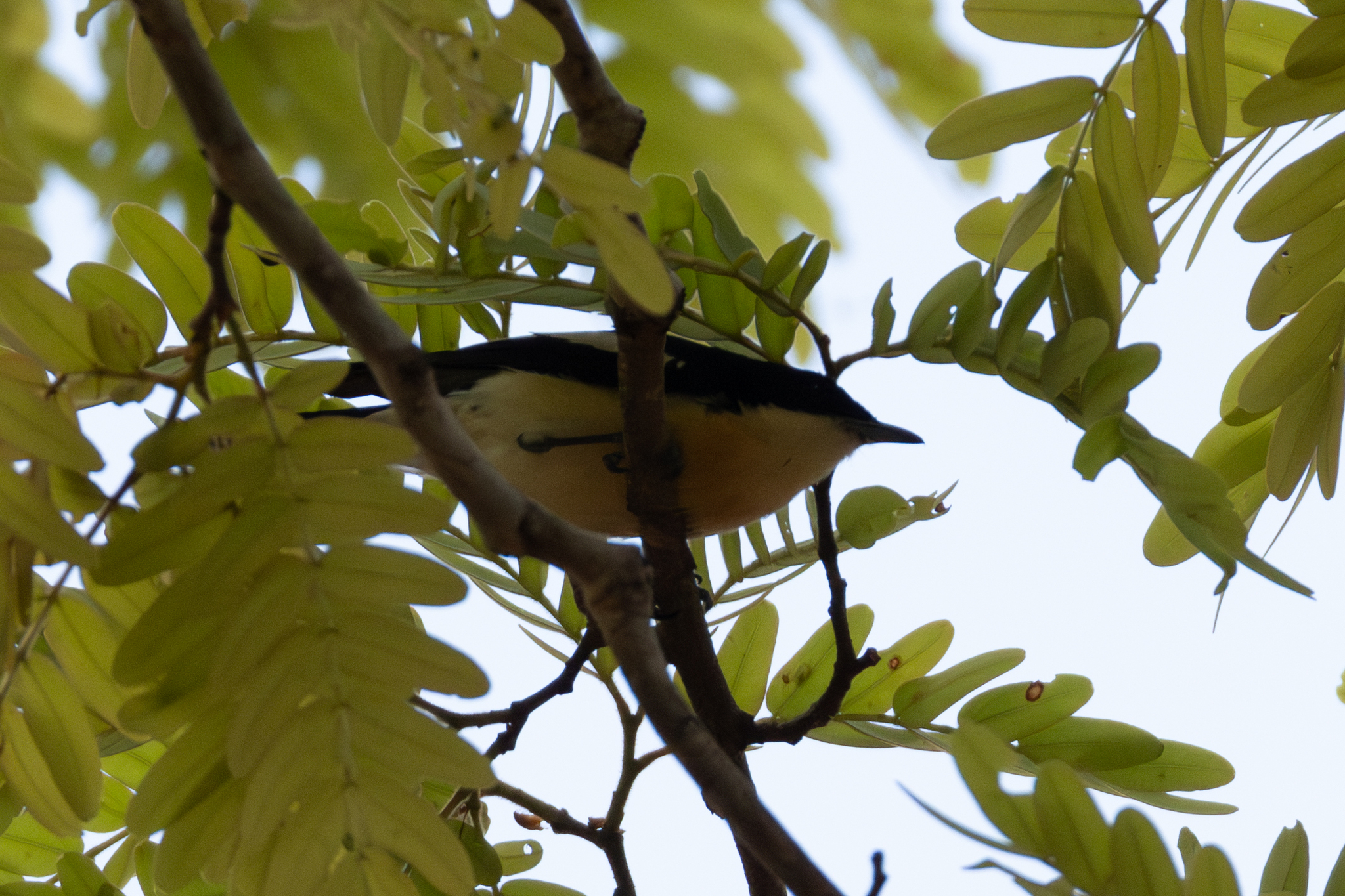 Yellow-bellied Hyliota (Hyliota flavigaster), photo 7