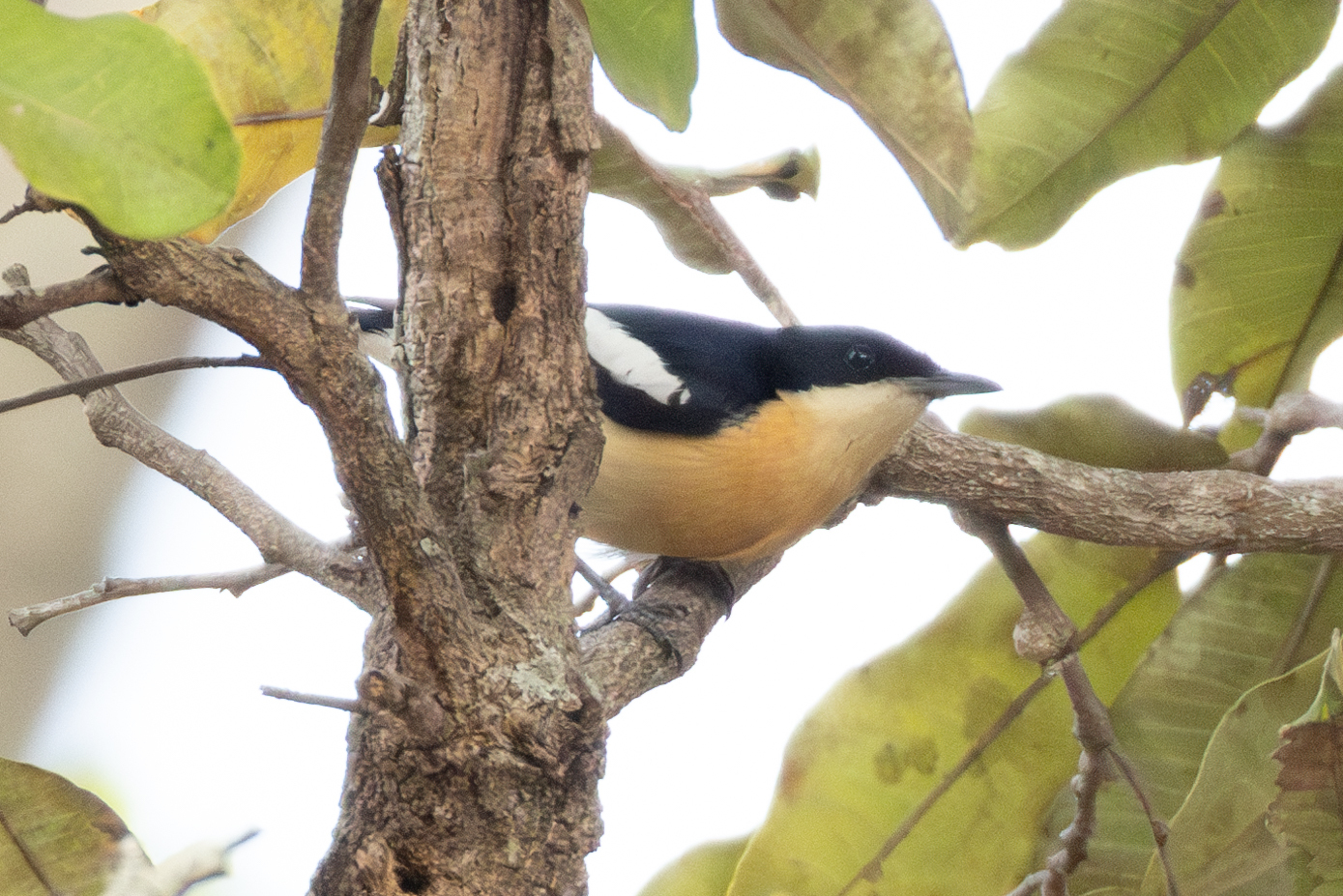 Yellow-bellied Hyliota (Hyliota flavigaster), photo 8