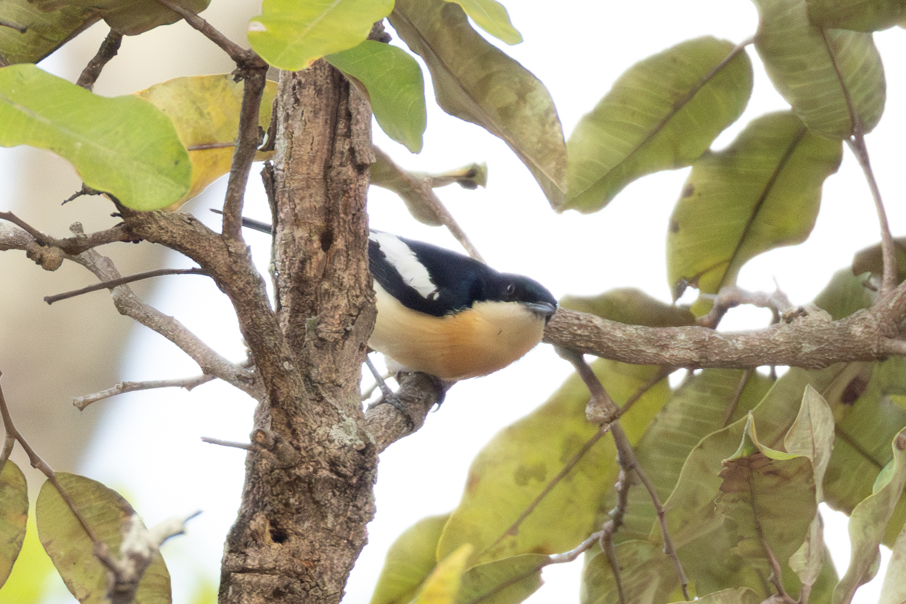 Yellow-bellied Hyliota (Hyliota flavigaster), photo 9