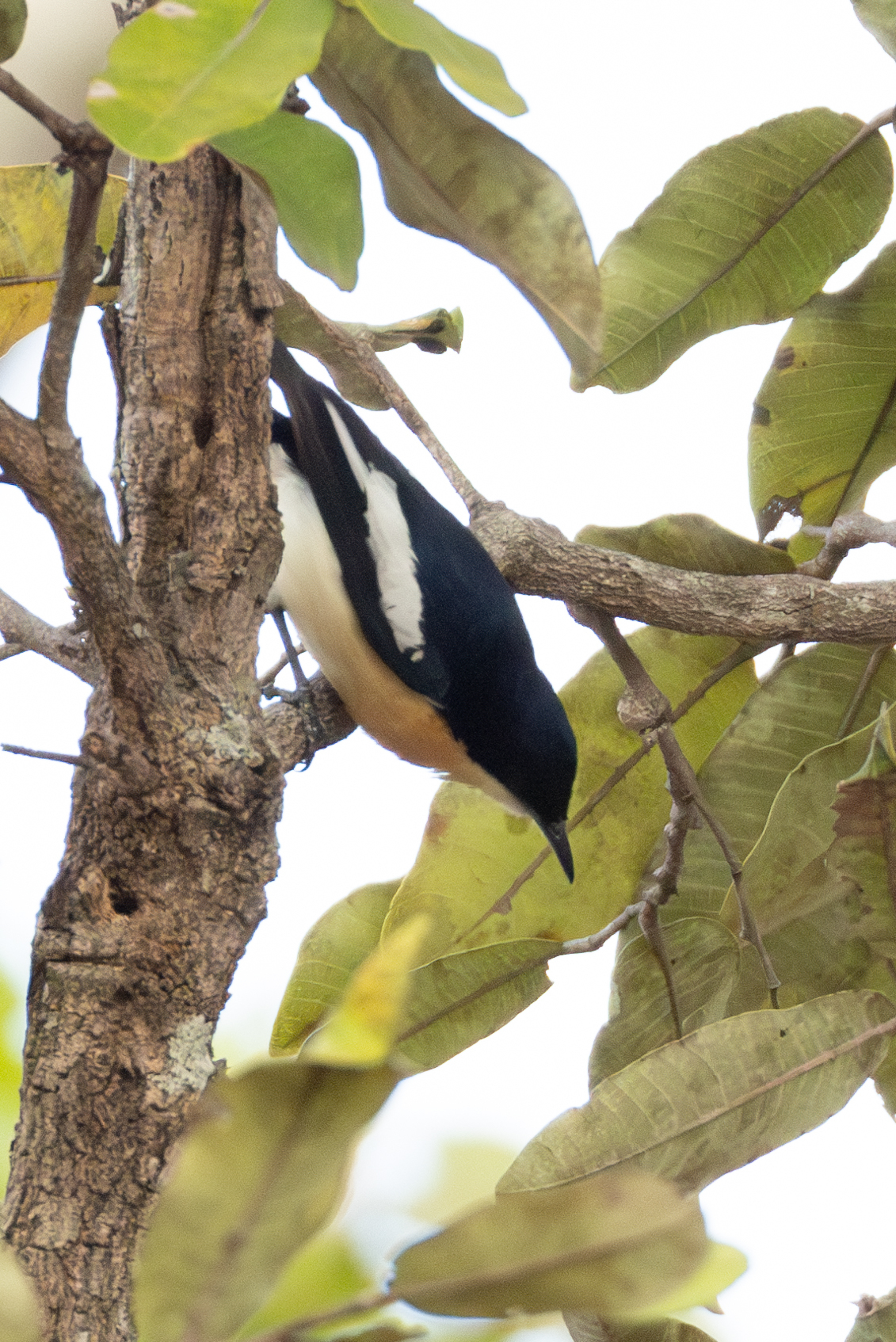 Yellow-bellied Hyliota (Hyliota flavigaster), photo 10
