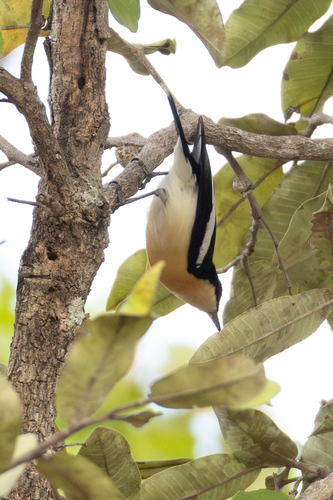 Yellow-bellied Hyliota (Hyliota flavigaster), photo 10