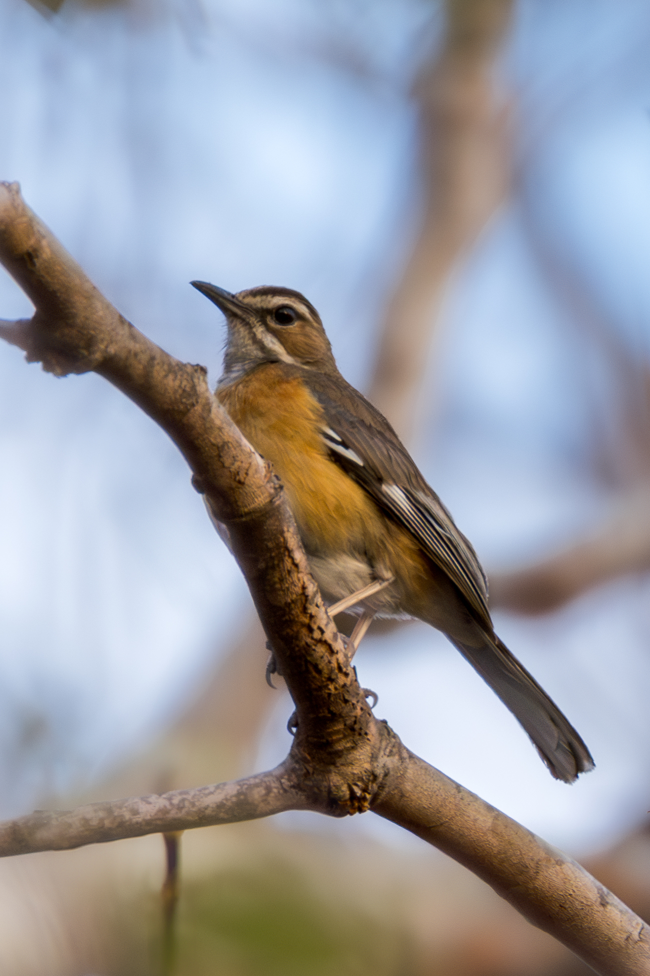 Miombo Scrub Robin illustration