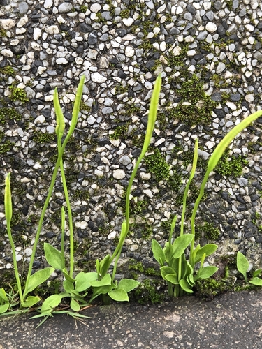 Image of Ophioglossum petiolatum by (c) jimmy, some rights reserved (CC BY)