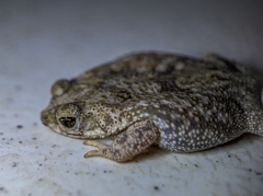 Common Lesser Toad photo 3
