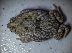 Common Lesser Toad photo 4
