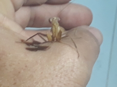 Photiomantis planicephala