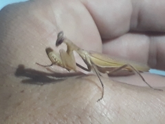 Photiomantis planicephala
