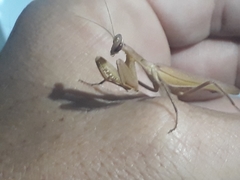 Photiomantis planicephala