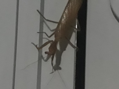 Photiomantis planicephala