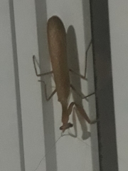 Photiomantis planicephala