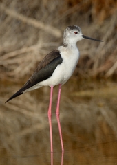 Himantopus himantopus