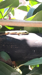 Phelsuma lineata