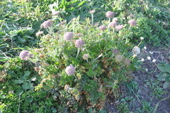 Daucus carota gummifer