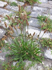 Plantago lanceolata