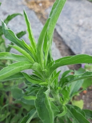 Erigeron sumatrensis