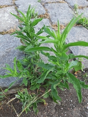 Erigeron sumatrensis
