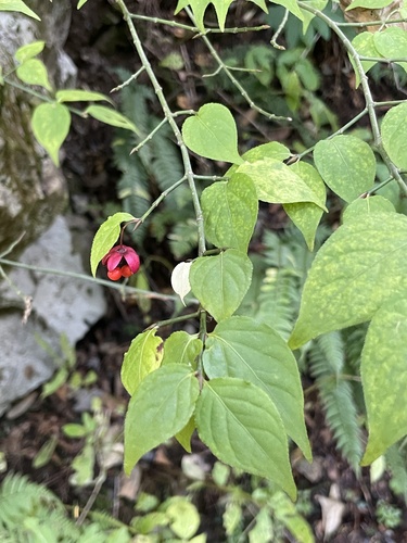 Image of Euonymus oxyphyllus by no rights reserved