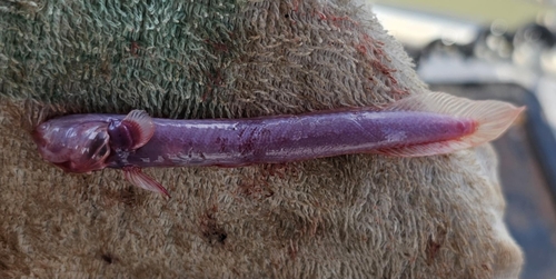Red Eelgoby