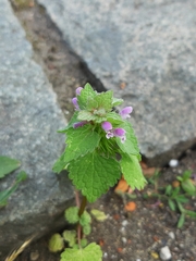 Lamium purpureum