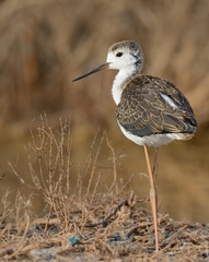 Himantopus himantopus