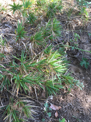 Dichanthelium scribnerianum