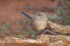Amytornis textilis
