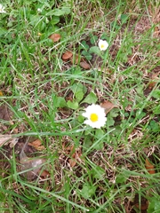 Bellis perennis