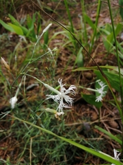 Dianthus arenarius