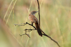 Poodytes carteri
