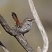 Shy Heathwren - Photo (c) indrabone, some rights reserved (CC BY-NC)