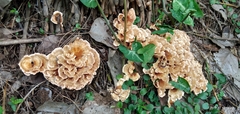 Fungi
