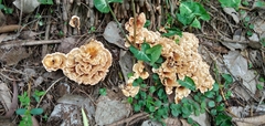 Fungi