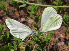 Dismorphiinae