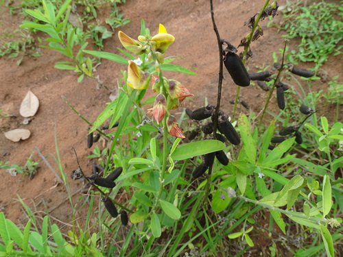 Rattleweed