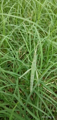 Orthoptera