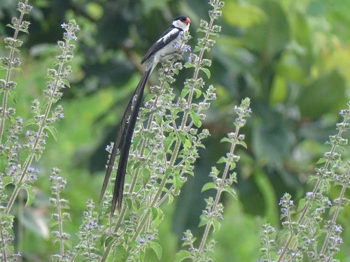 Pin-tailed Whydah