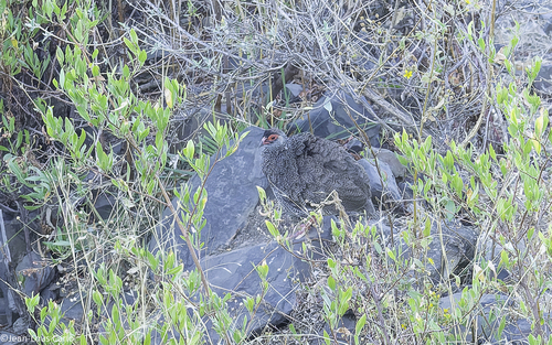 Harwood's Spurfowl