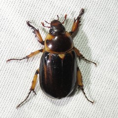 Ancognatha manca