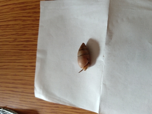 Plagiodontes dentatus