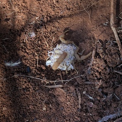 Hottentotta eminii