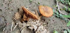 Fungi