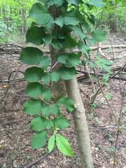 Viburnum