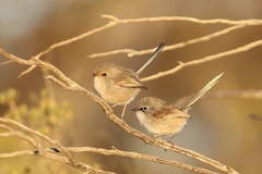 Malurus pulcherrimus