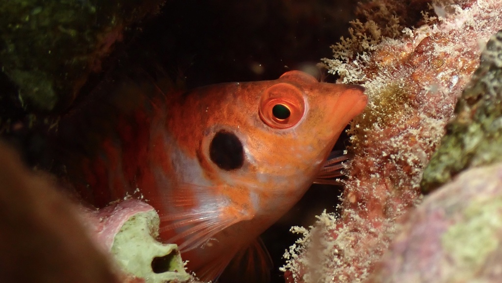 Twinspot Hawkfish