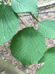 Viburnum