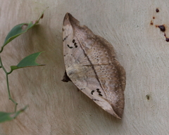 Hypopyra vespertilio