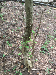 Viburnum