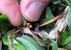 Marasmius crinis-equi