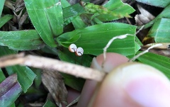 Marasmius crinis-equi